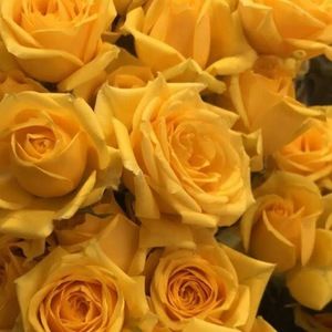 Meet your Posher, Ruth